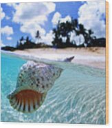 Floating Conch Shell Wood Print