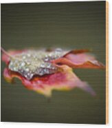 Floating Leaf Wood Print