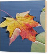 Floating Maple Leaf Wood Print