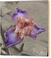 Florentine Silk Iris Wood Print