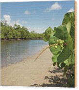 Florida Coastal Icon - Coccoloba Uvifera Wood Print