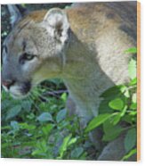 Florida Panther Stalking Wood Print