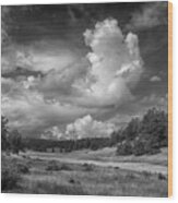 Florissant Fossil Bed Np Colorado Bnw Img_8508 Wood Print