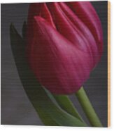 Flourishing Tulip Wood Print