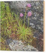 Flower And Rock Wood Print