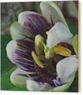Flower Bloom Wood Print