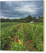 Flower Field At North Sea Farms Wood Print