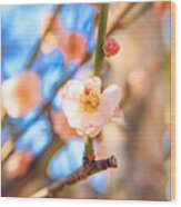 Flower Of Plum Wood Print