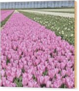 Flowerfield, Pink Tulips Wood Print