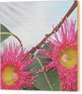 Flowering Gum Wood Print