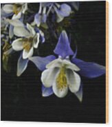 Flowers- Columbine  - Photography Wood Print