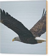 Flying Bald Eagle Wood Print