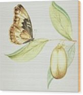 Flying Butterfly On A Anena Leaf By  Cornelis Markee 1763 Wood Print