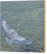 Flying Heron Wood Print