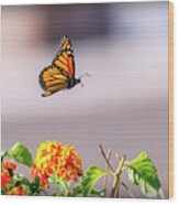 Flying Monarch Butterfly Wood Print