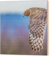 Flying Owl Wood Print