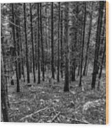 Forest Fade Wood Print