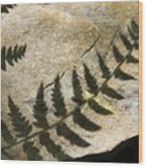 Forest Fern Shadows Wood Print