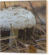 Forest Floor Mushroom Wood Print