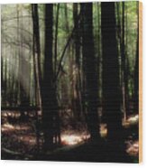 Forest Light Wood Print