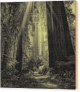 Forest Sunbeams Black And White Wood Print
