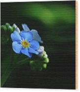 Forget-me-not Wood Print