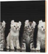Four American Curl Kittens With Twisted Ears Isolated Black Background Wood Print