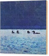 Four Loons On Parker Pond Wood Print