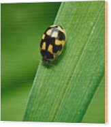 Fourteen Spotted Lady Beetle Wood Print