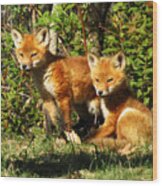 Fox Pups Wood Print