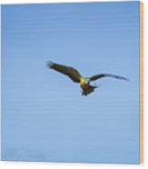 Free Flying Macaw Wood Print
