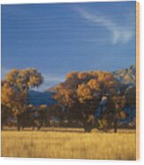 Fremont Cottonwoods Poulus Fremontii In Fall Color California Wood Print