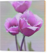 Fringe Tulips Wood Print