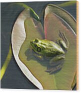 Frog Chilling On A Lilly Pad Delray Beach Florida Wood Print