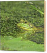 Frog In The Swamp Wood Print