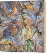 Frosted Leaves 8x10 Wood Print