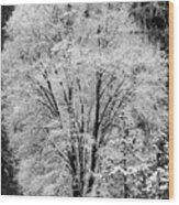 Frosted Tree Yosemite Valley Wood Print