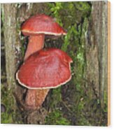 Frost's Bolete Mushroom Wood Print