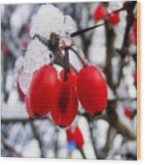 Frozen Red Berries Wood Print