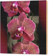 Fuchsia Orchids Oof Wood Print