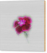 Fuchsia Pink Dianthus Tee-shirt Wood Print
