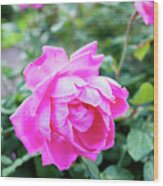 Fuchsia Roses Wood Print
