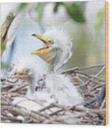 Fun Baby Egrets With Mom Wood Print