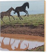 Fun In The Rockies- Wild Horse Foals Wood Print