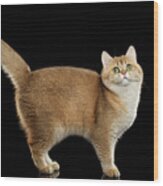 Funny British Cat Golden Color Of Fur Wood Print