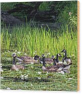 Gaggle Of Geese Square Wood Print
