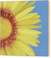 Gaillardia Aristata   Blanketflower Wood Print