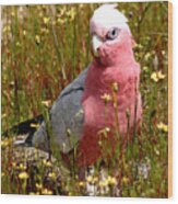 Galah Wood Print