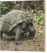 Galapagos giant tortoise walking along gravel path Throw Pillow by Ndp -  Fine Art America