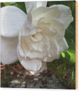 Gardenia Blossom Wood Print
